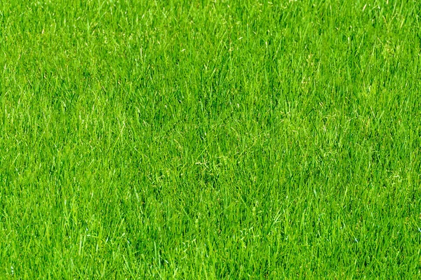 Trawnik trawa naturalna tekstura. Zielone tło trawy. — Zdjęcie stockowe