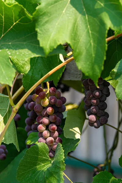 Fascicle red grape among the leaves. Vine branch with racemules of red grape. — Stock Photo, Image