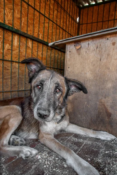 Gros plan portrait triste sans-abri abandonné chien brun en refuge — Photo