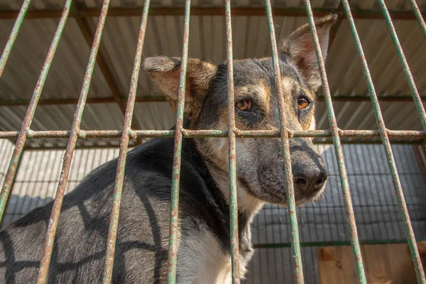 Gros plan portrait chiot chien triste enfermé dans la cage. concept de chien sans abri — Photo