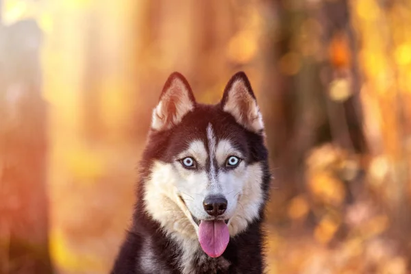 Portret szczęśliwej rasy psów Syberyjski husky w jasnożółtym jesiennym lesie. — Zdjęcie stockowe