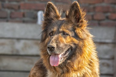 closeup portrait sad homeless abandoned brown dog in shelter