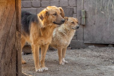 Kapalı portre İki üzgün evsiz barınakta terk edilmiş kahverengi köpek