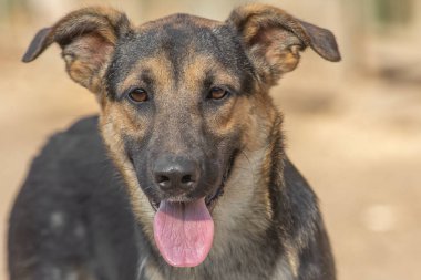 closeup portrait sad homeless abandoned brown dog in shelter