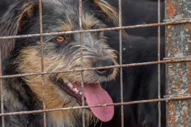 closeup portrait dog puppy locked in the cage. homeless dog concept