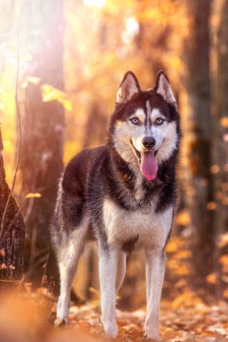 Portrait of happy dog breed Siberian husky in the bright yellow autumn forest.