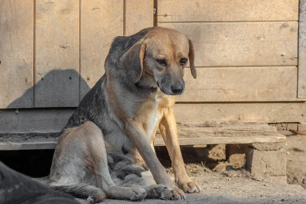 Primer plano retrato triste sin hogar abandonado perro en refugio — Foto de Stock