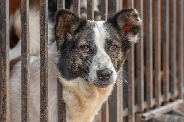 Close-up portret verdrietig dakloze verlaten hond in schuilplaats — Stockfoto