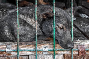 Üzgün köpek yavrusu kafese kapatıldı. Evsiz köpek konsepti