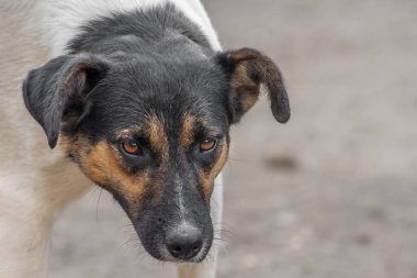 Kapalı portre üzgün evsiz barınakta terk edilmiş köpek