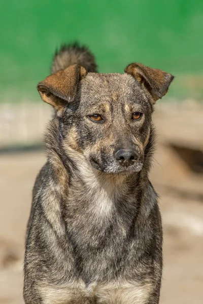 Närbild porträtt sorgligt hemlös övergiven hund i skydd — Stockfoto