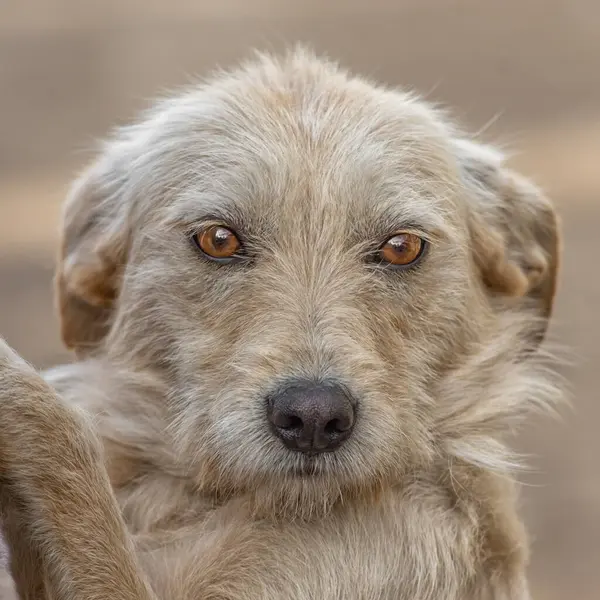 Портрет крупным планом грустный бездомный брошенный коричневый пес в приюте — стоковое фото