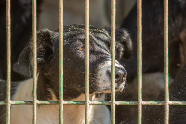 Close-up portret droevige hond puppy opgesloten in de kooi. dakloze hond concept — Stockfoto