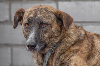 closeup portrait sad homeless abandoned brown dog in shelter