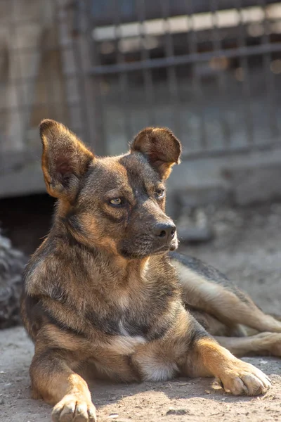 Primer plano retrato triste sin hogar abandonado perro marrón en refugio — Foto de Stock