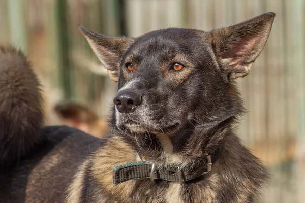 Nahaufnahme Porträt trauriger Obdachloser lässt braunen Hund im Tierheim zurück — Stockfoto