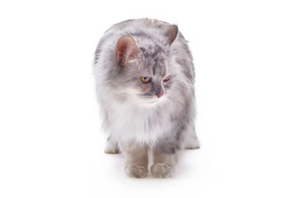 Gato whote retrato delante de la cámara sobre fondo blanco aislado — Foto de Stock