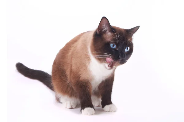 Schneeschuhkatze sitzt und leckt seine Zunge, isoliert auf weißem Hintergrund — Stockfoto