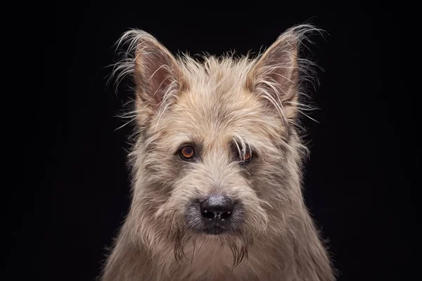 Portrait of strong red fawn Irish Wolfhound isolated on black background — Stockfoto