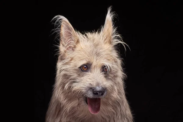 Portrait of happy red fawn Irish Wolfhound isolated on black background — Stockfoto