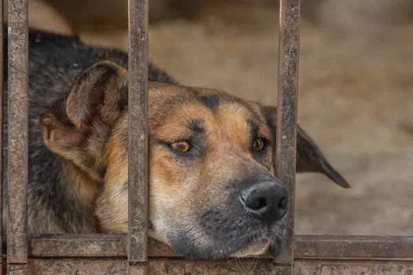 Nahaufnahme Porträt trauriger Hundewelpe im Käfig eingesperrt. Obdachlosenhundekonzept — Stockfoto