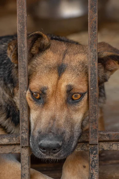 Primer plano retrato perro triste cachorro encerrado en la jaula. concepto de perro sin hogar — Foto de Stock
