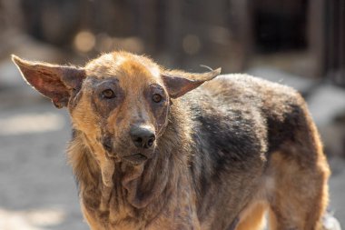 Kapalı portre. Evsiz üzgün, hasta, kahverengi köpek barınakta terk edilmiş.