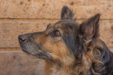 closeup portrait sad homeless abandoned brown dog in shelter