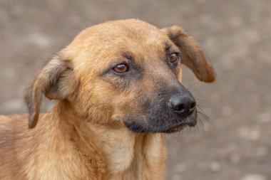 closeup portrait sad homeless abandoned brown dog in shelter