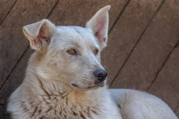 Nahaufnahme Porträt trauriger Obdachloser lässt braunen Hund im Tierheim zurück — Stockfoto