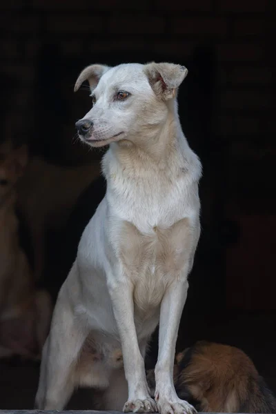 密室ポートレート悲しいホームレス避難所で白い犬を放棄 — ストック写真