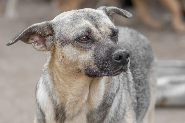Primer plano retrato triste sin hogar abandonado perro en refugio — Foto de Stock