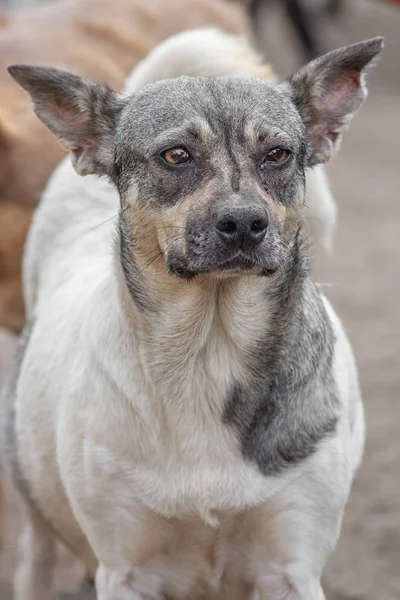 Портрет крупным планом печальный бездомный брошенный пес в приюте — стоковое фото
