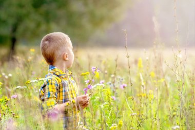 Güneşli bir yaz otlağında günlük giysiler içinde çiçek toplayan erkek bebek portresi