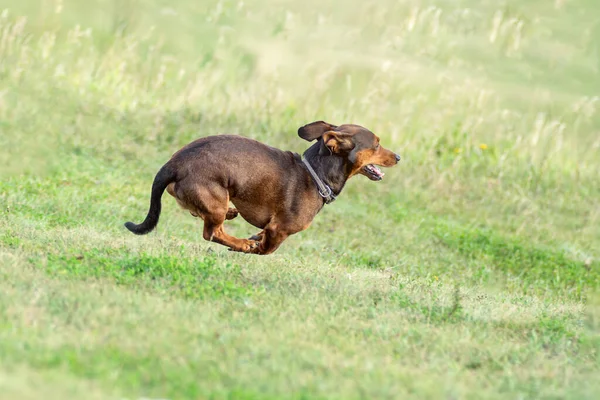Дахшундський Собака Біжить Зеленій Траві Крупним Планом Портрет Щасливого Ігрового — стокове фото