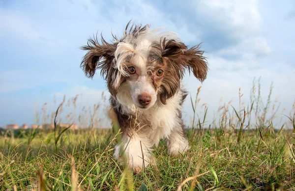 Zbliżenie Śmieszne Chiński Crested Szczeniak Chihuahua Smutnymi Oczami Pobyt Trawie — Zdjęcie stockowe