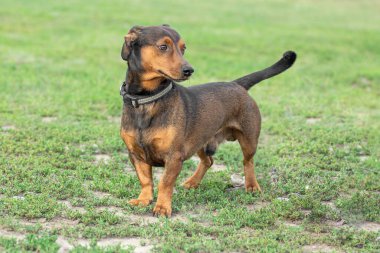 Yeşil çimlerin üzerinde duran Dachshund köpeği. Yeşil yaz otlağındaki mutlu bir hayvanın yakın plan portresi..