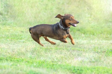 Yeşil çimlerde koşan Dachshund köpeği. Yeşil yaz çayırında mutlu bir evcil hayvanın yakın plan portresi.
