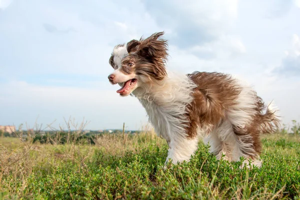 Divertido Chino Cresta Chihuahua Cachorro Sonriendo Vista Lateral Cámara Vista — Foto de Stock