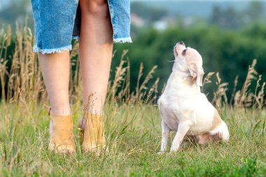 Mavi elbiseli kadın bacaklarının yanında oturan küçük bir Fransız süs köpeğinin portresi.