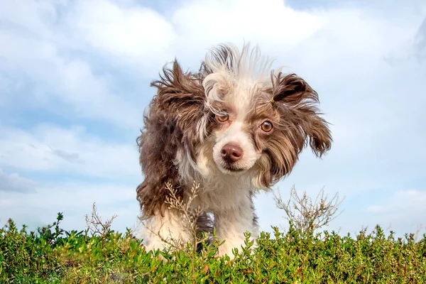 Primer Plano Divertido Chino Cresta Chihuahua Cachorro Con Ojos Tristes — Foto de Stock