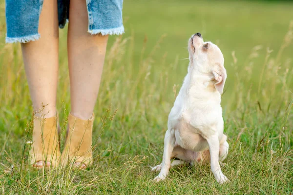 close up portrait of a small breed french lapdog sitting near owner woman legs in blue dress