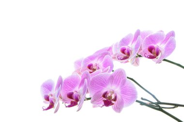 Güzel, parlak pembe orkide süslemesi beyaz arkaplanda izole edilmiş.