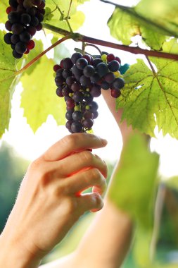 Yaz hasat olgun üzüm demet