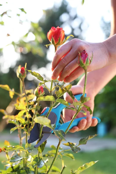 Travaux d'entretien dans le jardin . — Photo