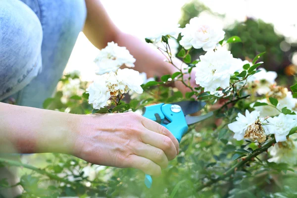 Rosiers taille couvre-sol . — Photo