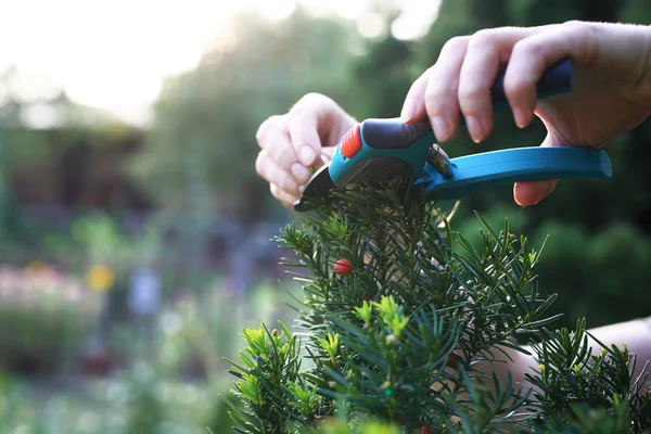 Cut bush in the garden. — Stok Foto