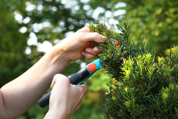 Cut bush in the garden — Stok Foto