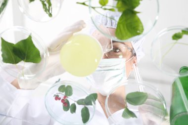 Bitki yayılma. Laboratuvar.