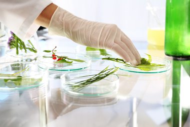 Biyoteknoloji. Laboratuvar analiz bitkilerin.